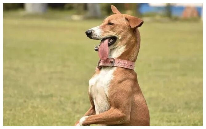 Click to enlarge Rescue Dog