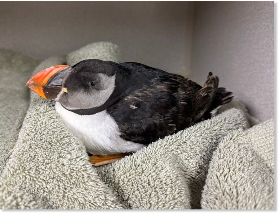 An Atlantic puffin was rescued from the beach in Ponce Inlet, Florida