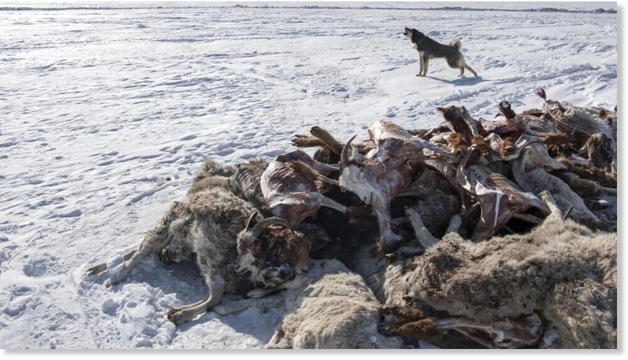 This winter has been more severe than usual in Mongolia, with lower than normal temperatures and very heavy snowfall
