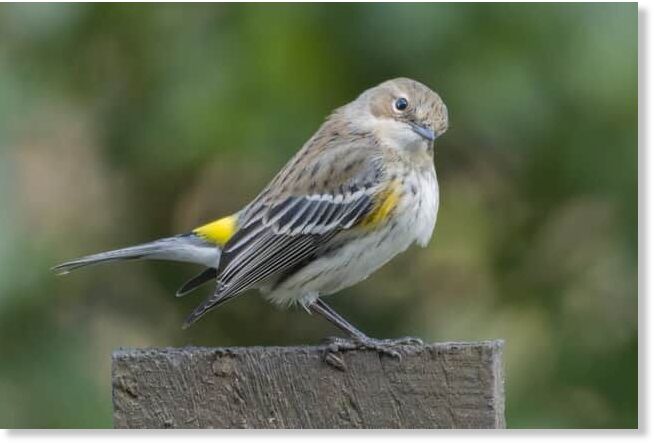 The last sighting of a myrtle warbler in the US is thought to have been in 2014