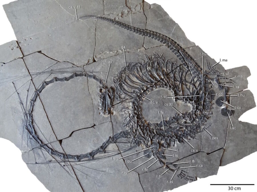 Dinocephalosaurus orientalis dragon fossil