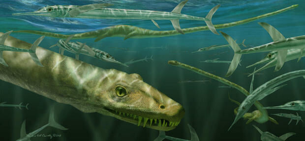 Click to enlarge Dinocephalosaurus orientalis