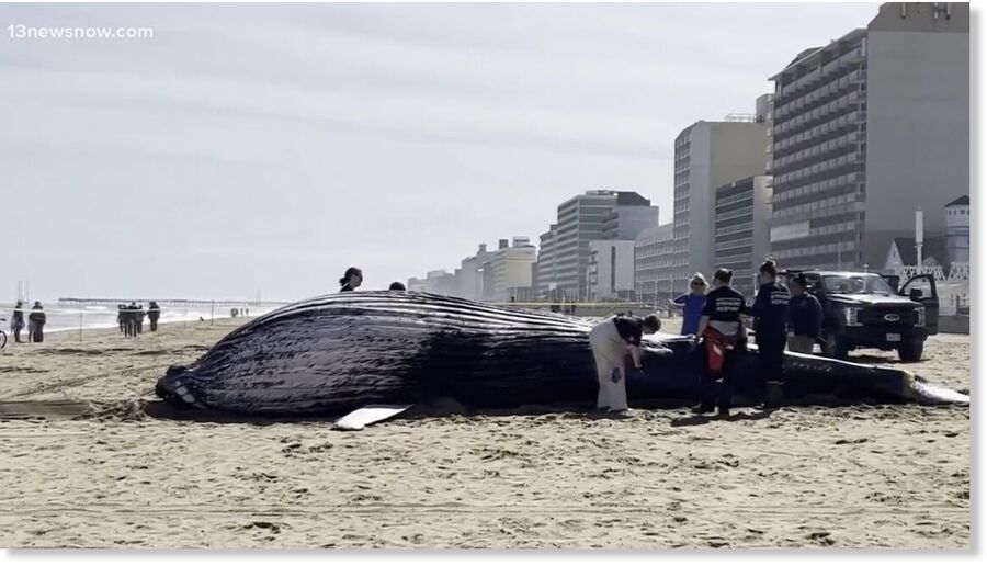 A juvenile humpback whale washed up dead in Virginia Beach, marking the first of two deceased whales to make landfall