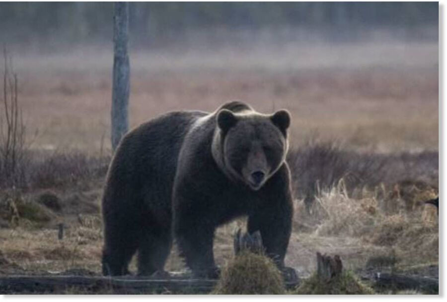 A brown bear is photographed in a forest near the Russian border in eastern Finland
