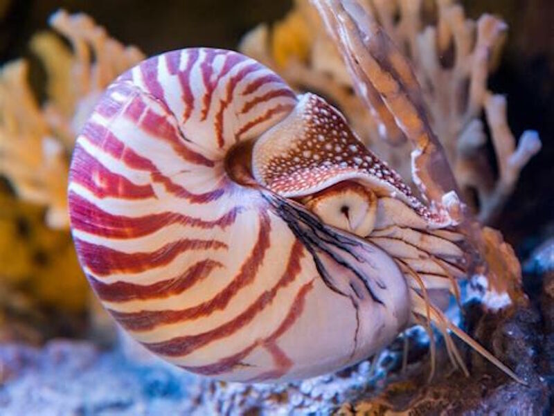 nautilus