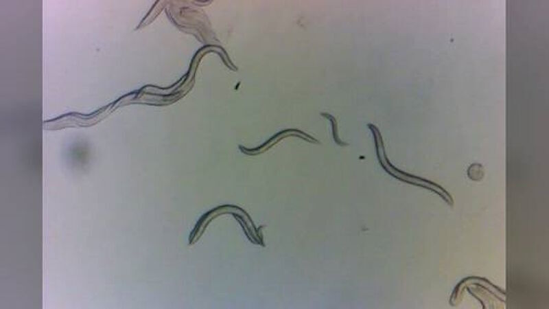 nematodes worms chernobyl radiation dna damage