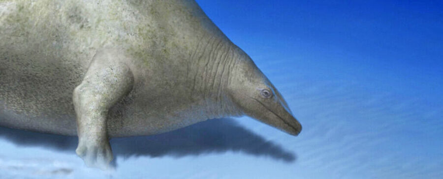 P. colossus