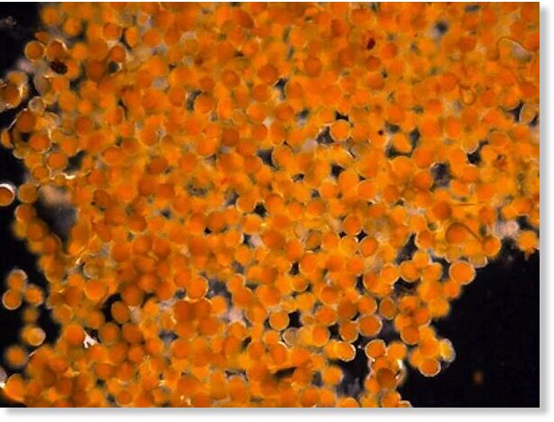 orange goo alaska
