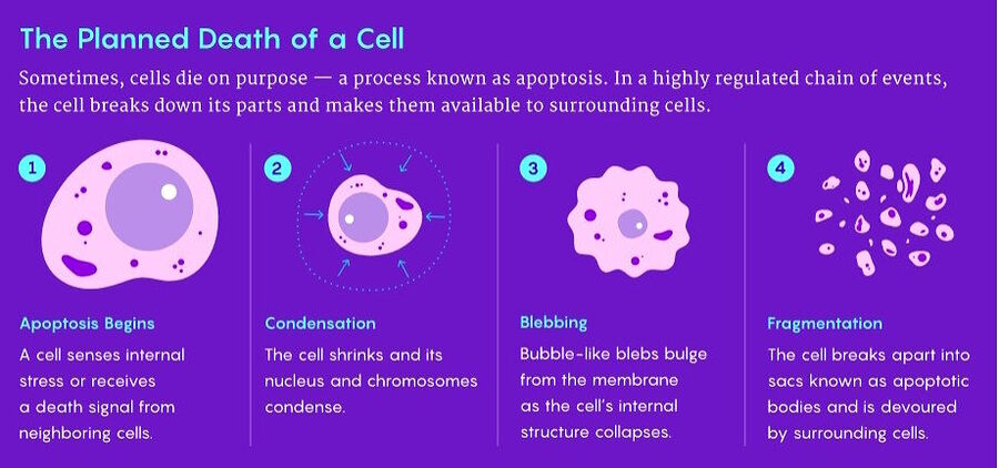 Click to enlarge apoptosis cell death stages diagram