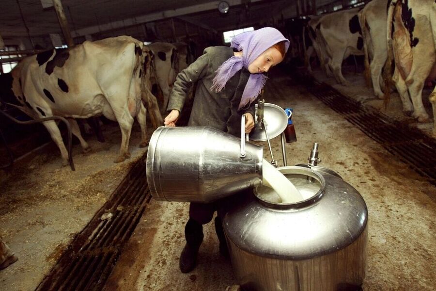 amish girl milk cows raw