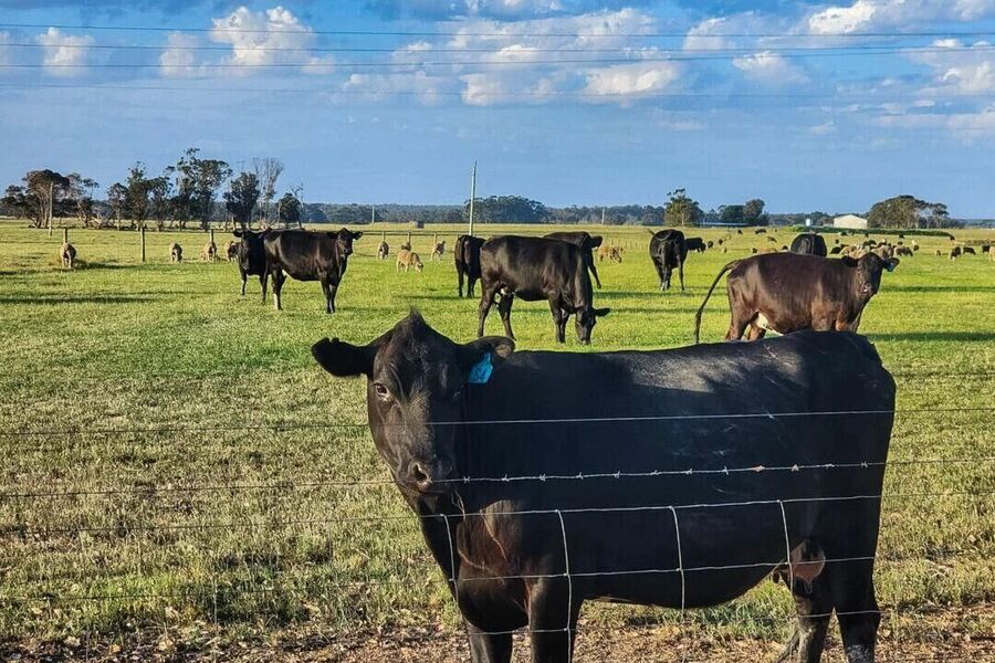Click to enlarge cattle beef supply tracking control