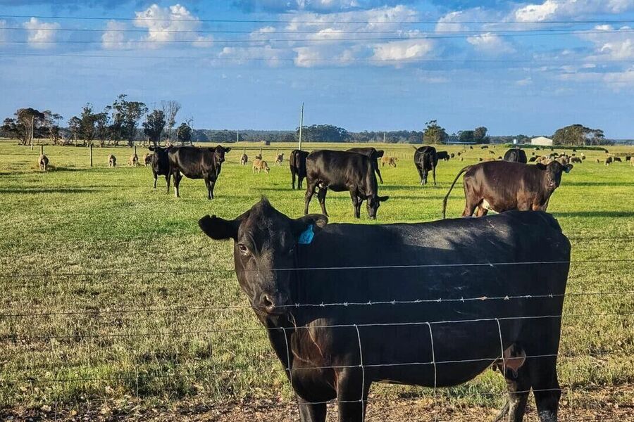 cattle beef supply tracking control