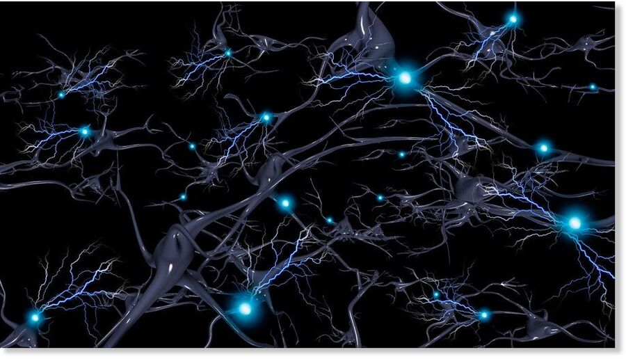 neurons