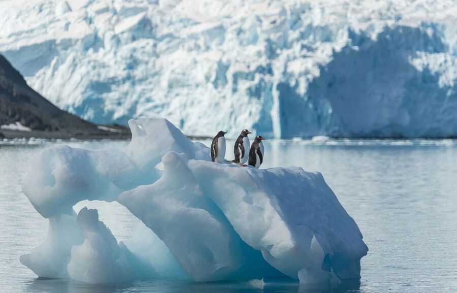 penguins iceberg