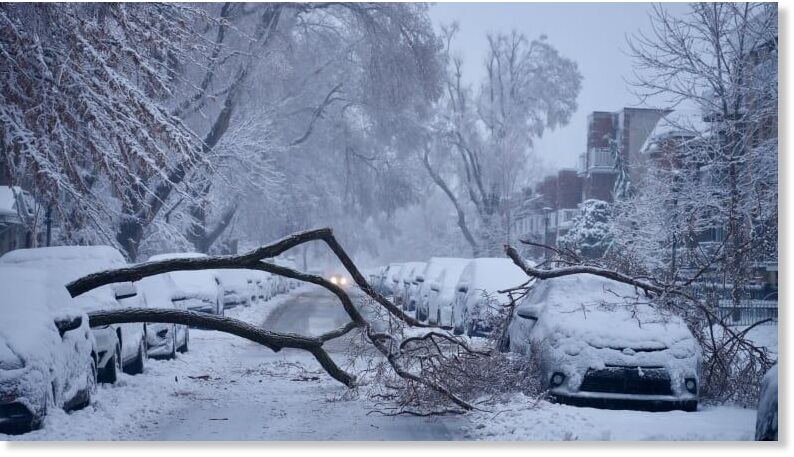 Click to enlarge A large tree branch blocking Bourbonnière Avenue, between Mont-Royal Avenue East and Rachel Street in Montreal's Rosemont–La Petite-Patrie borough.