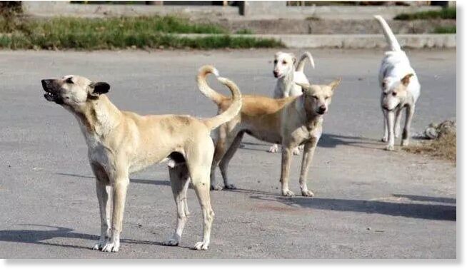 Stray dogs | Representative Image