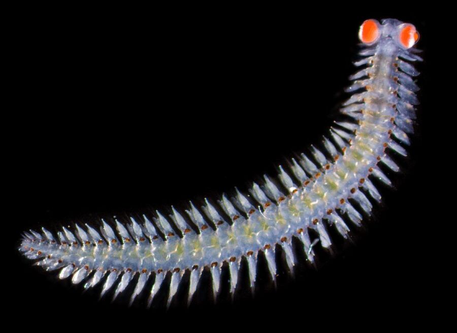 The Vanadis bristle wormMediterranean marine