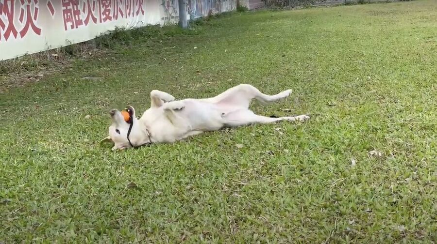 failed drug dog earthquake rescue dog