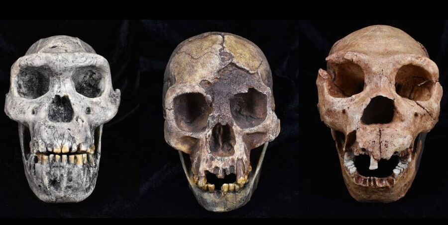 Homo erectus, Homo floresiensis and Homo heidelbergensis