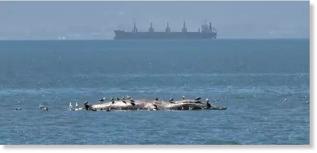 A photo of the whale sighted floating off Robert W. Crown Memorial State Beach in Alameda over the weekend.