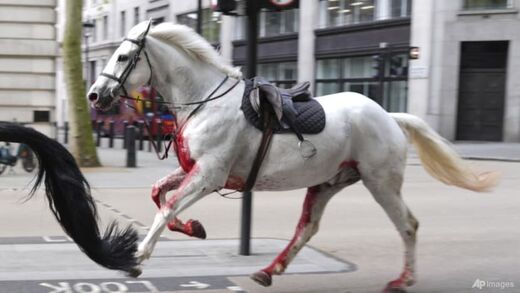 Royal Household Calvary horses bolt through London after throwing off riders off, just as Big Ben clock 'stops working'