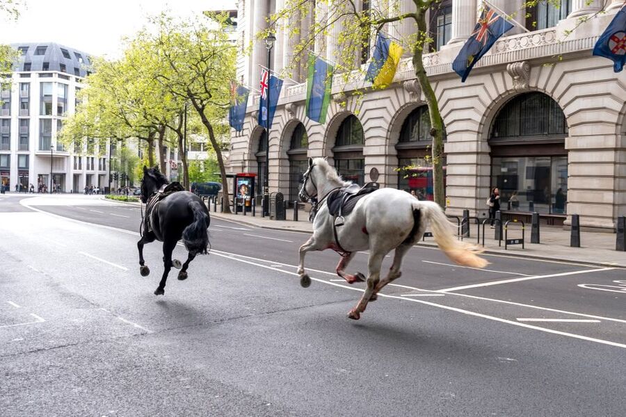 horses london omen