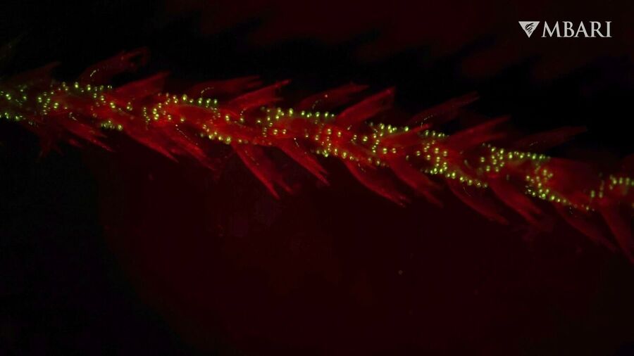 coral ancient bioluminescent