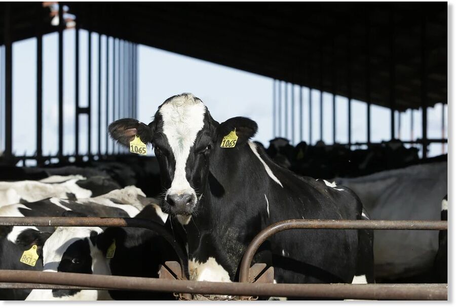 cows