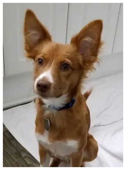 Click to enlarge Mixed Breed Dog