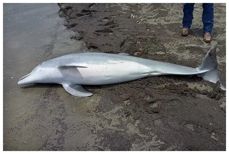 Click to enlarge Dead Dolphin