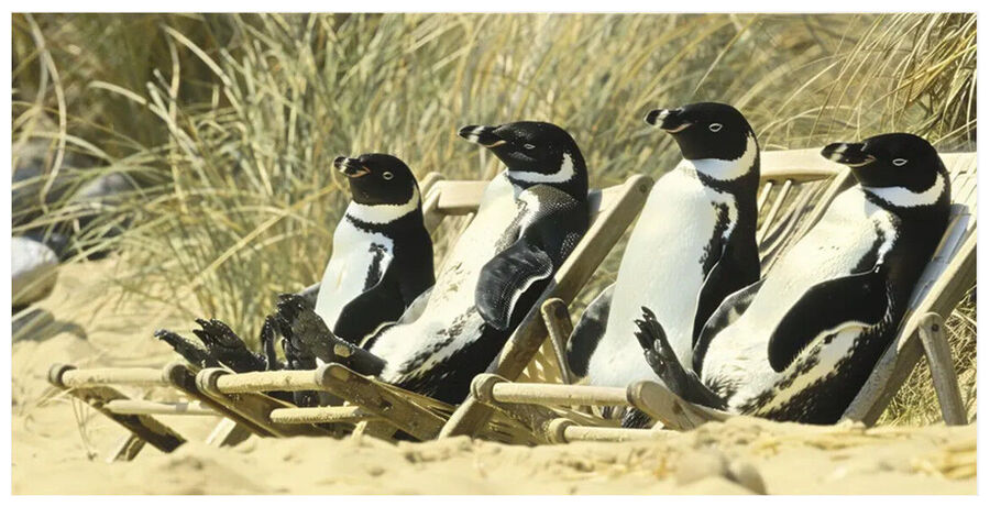 Penguin Sunbathing