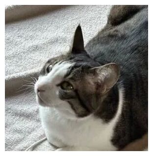 Click to enlarge Ichi the Cat