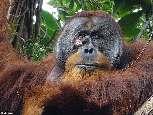 Click to enlarge orangutan