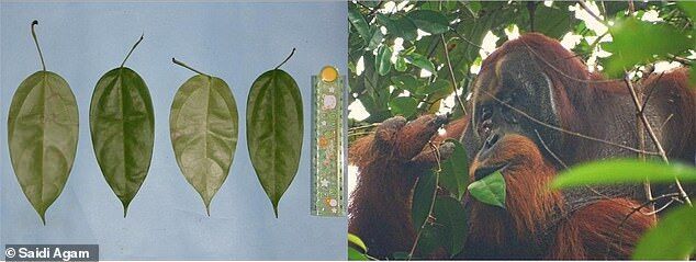 Click to enlarge orangutan