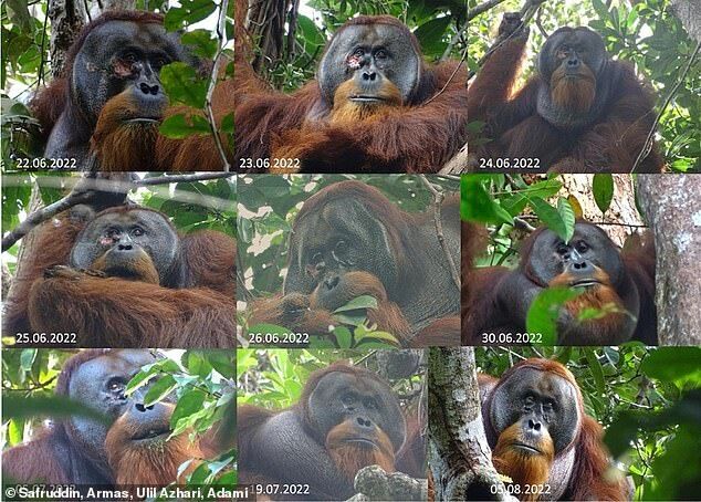 Click to enlarge orangutan
