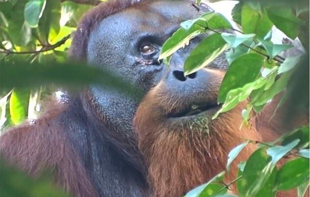 Click to enlarge orangutan