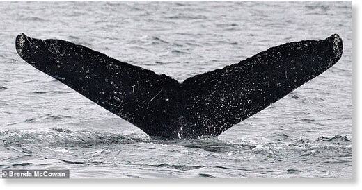 Click to enlarge Twain whale