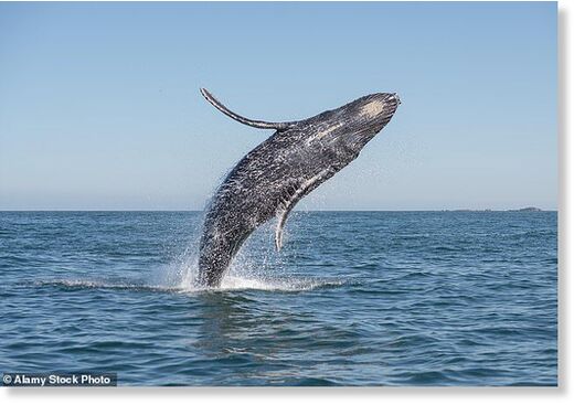 Click to enlarge Humpback whale