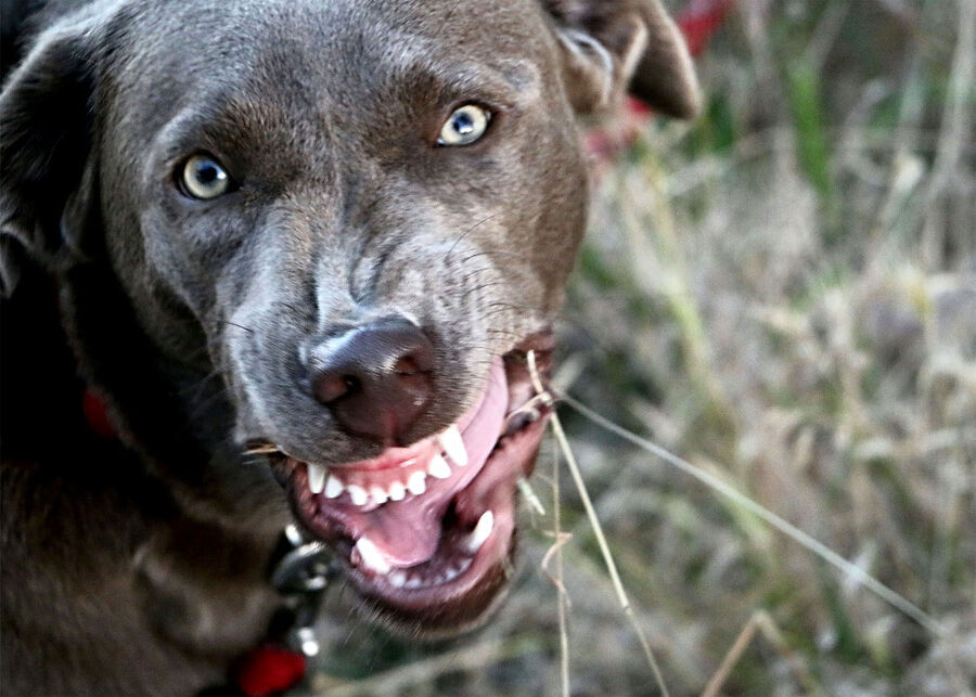 Click to enlarge snarling dog