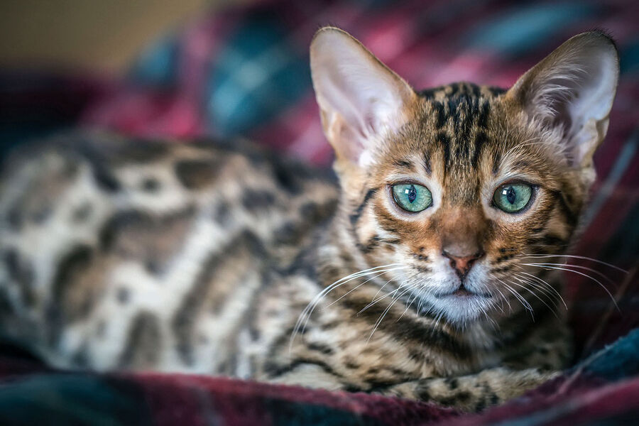 Click to enlarge cat obligate carnivore