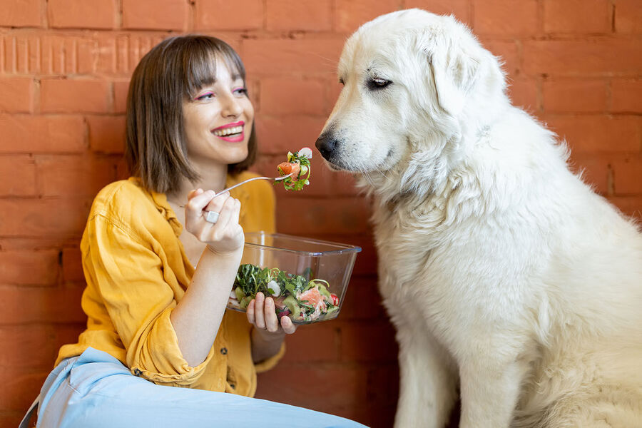 dog vegan salad