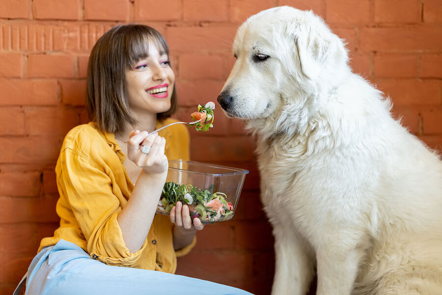 Click to enlarge dog vegan salad