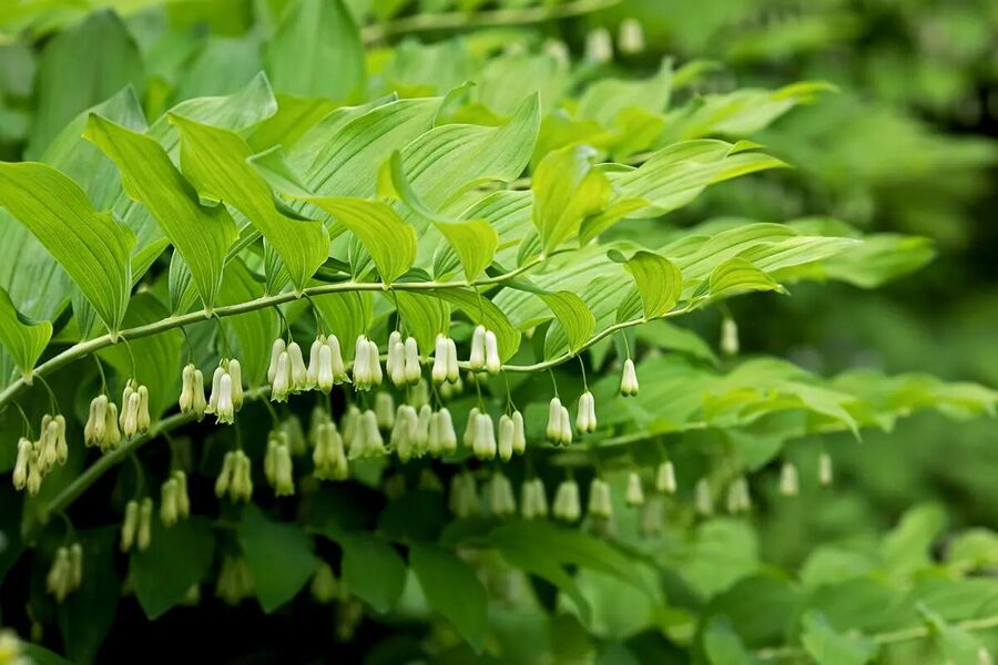 Click to enlarge solomon's seal