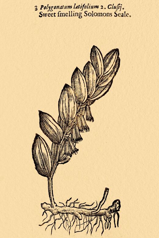 Click to enlarge solomon's seal