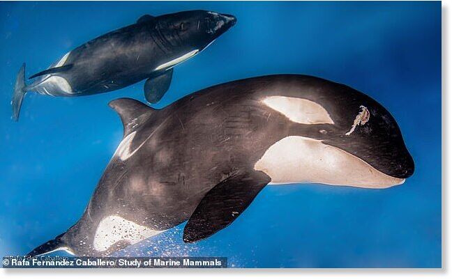 Click to enlarge White Gladis (left) and Black Gladis (right) have been implicated - along with Grey Gladis - in many of the attacks on vessels on the Portuguese and Spanish coast (file image of the orcas from 2020)