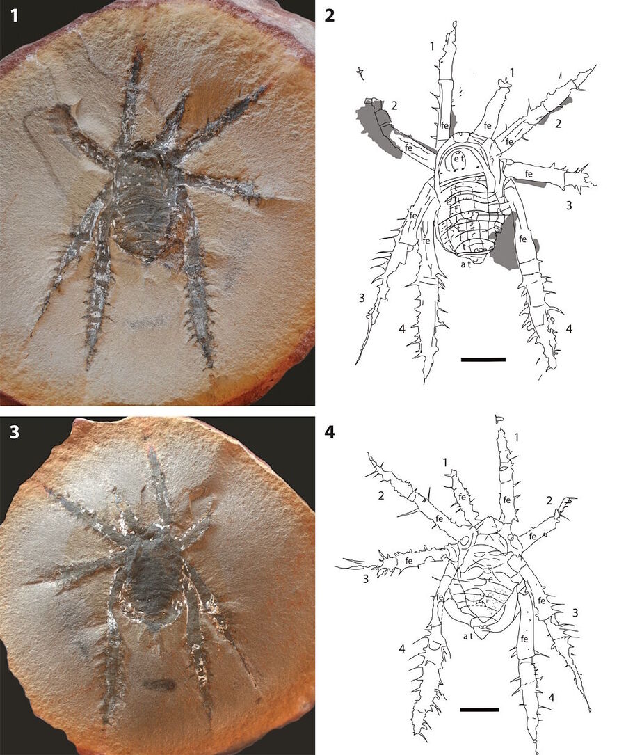 ancient spider fossil prickly legs