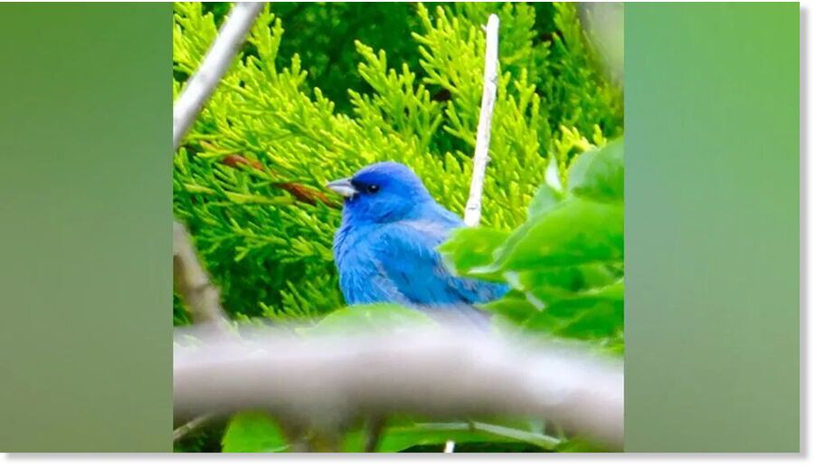 The bird is said to have been spotted in the UK just a handful of times