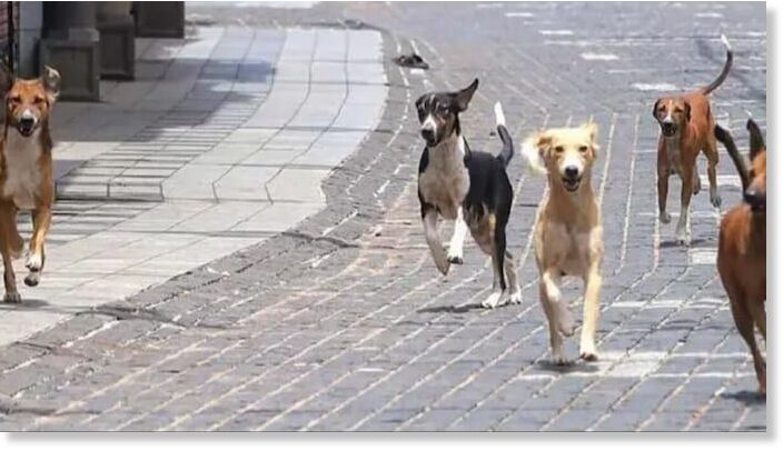 Stray dogs attacked a minor in Nagpur on Tuesday resulting in his death