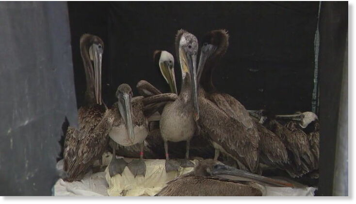 Hundreds of starving birds are showing up on California beaches