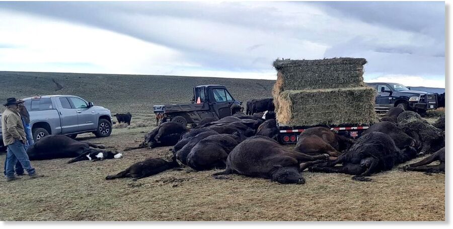 Click to enlarge A lightning strike killed a rancher and more than 30 cows and calves Saturday in Jackson County.